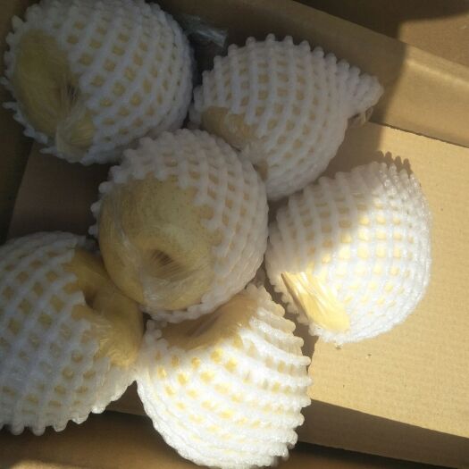 平遥县 精品苏梨