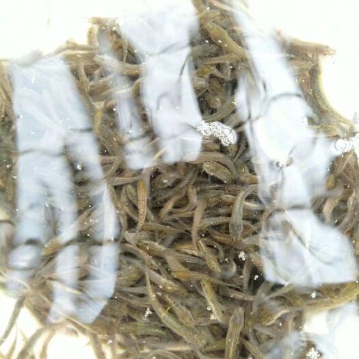 钦州 泥鳅苗 广西泥鳅苗 贵州泥鳅苗 云南泥鳅苗