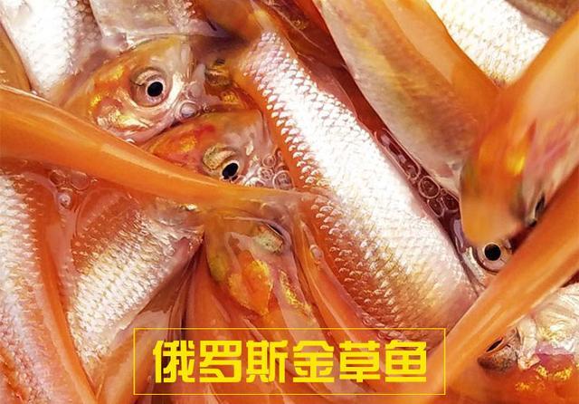 佛山俄罗斯金丝鲩鱼苗  金丝鲩鱼苗/一手货源量大重要。