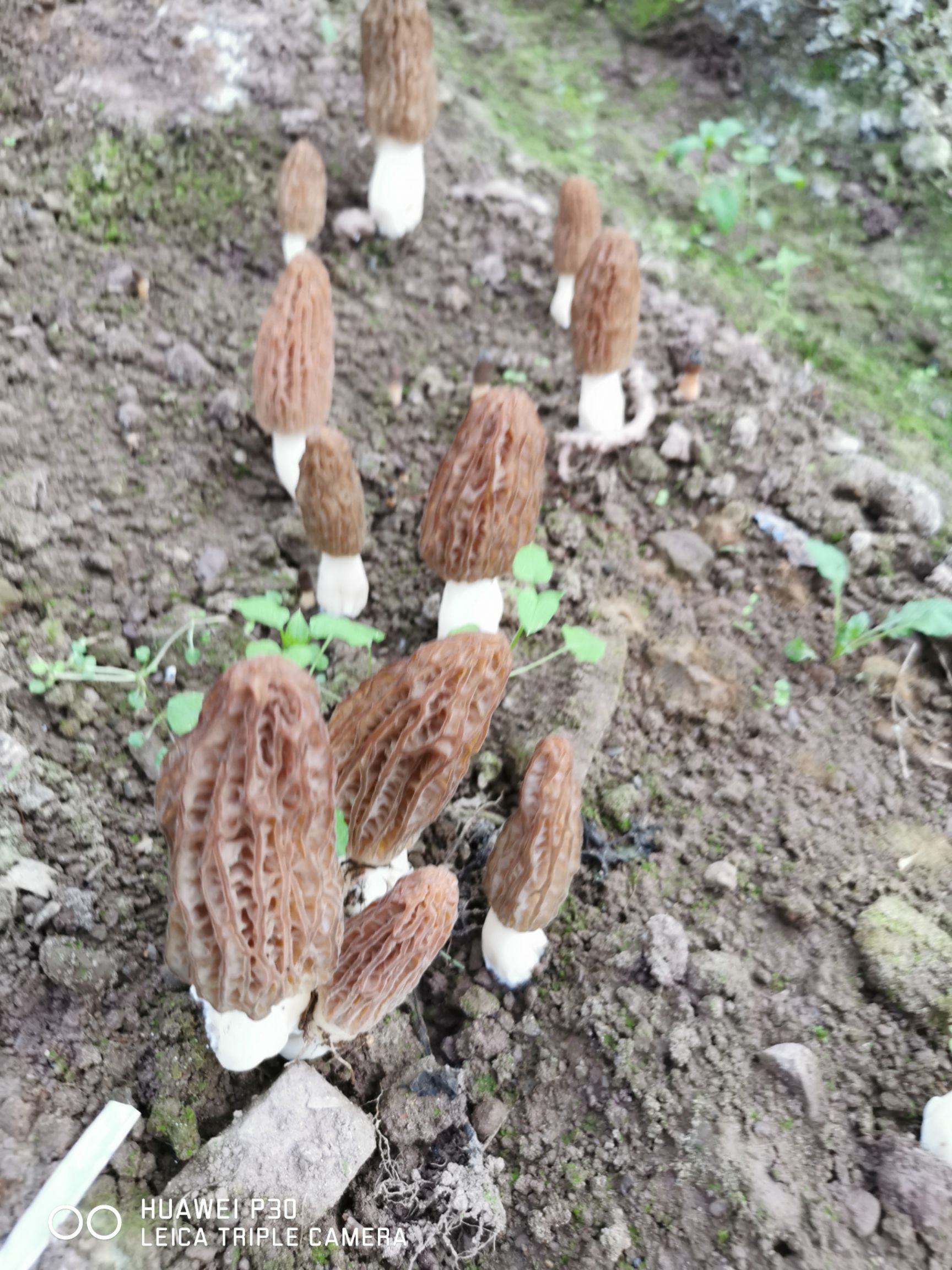  最实惠羊肚菌