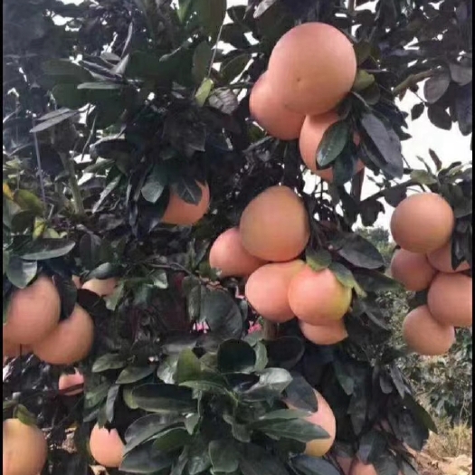 灵山县 三红蜜柚苗