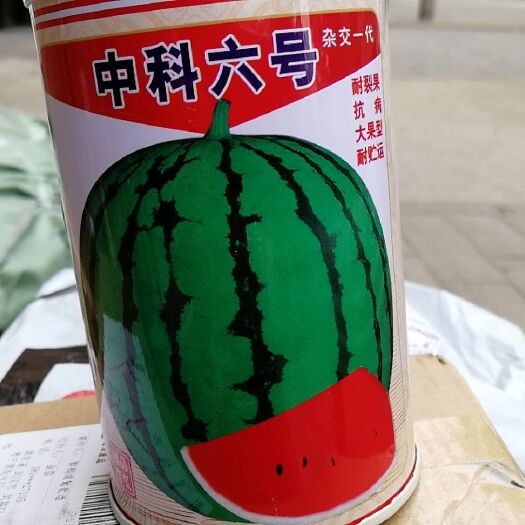 武汉京欣西瓜种子 正圆型