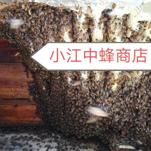 中华蜜蜂
蜜蜂 欢迎来到青岛丹山蜂业
小江中蜂商店