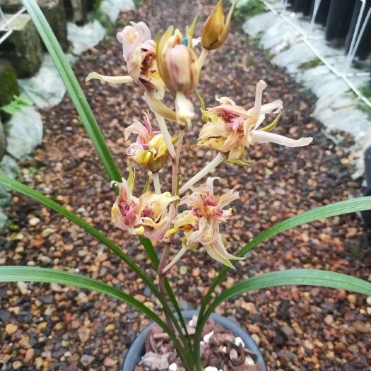 南靖县 花卉兰花绿植盆栽 铭贵《寒兰 红凤》