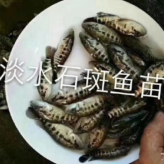 衡阳淡水石斑鱼苗 统货