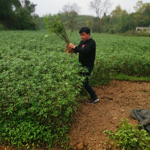石阡县正宗重庆九叶青花椒苗