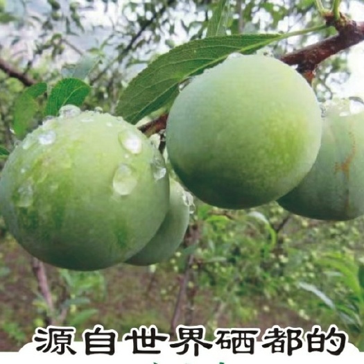 巴东县空心李子 世界硒都    恩施   空心李   5月预售