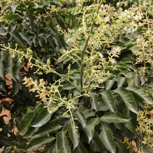 灵山县 无核黄皮果苗