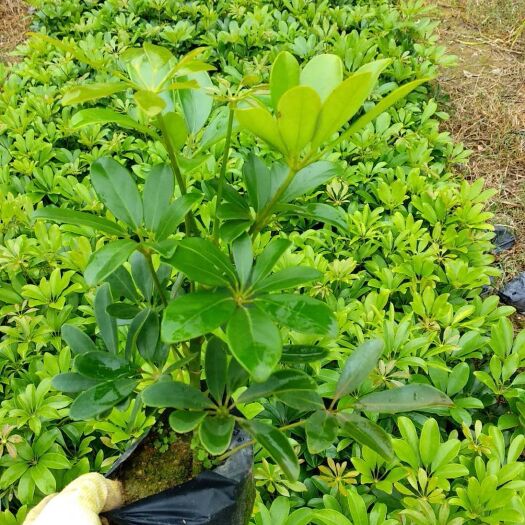漳州花叶鸭脚木
