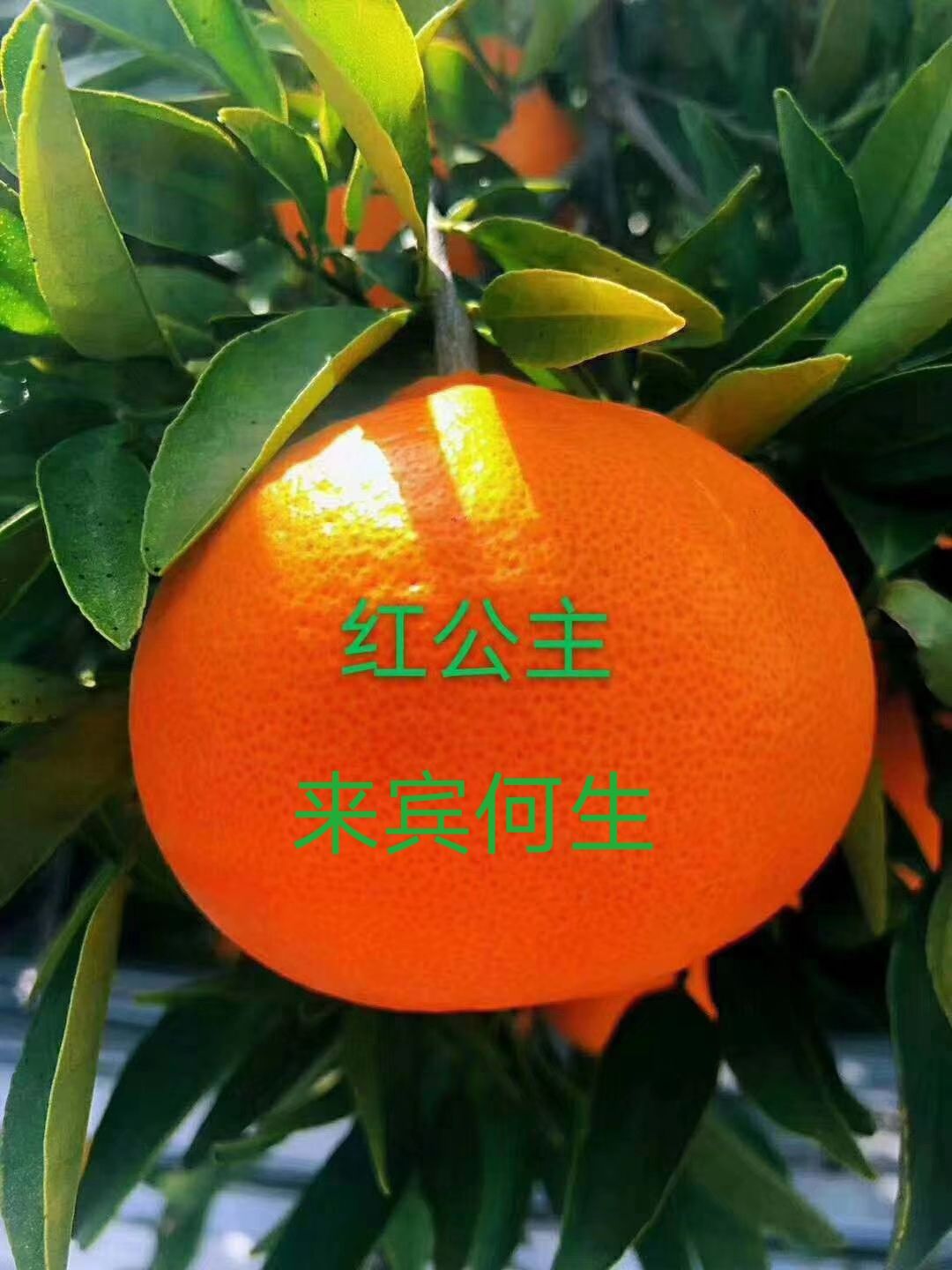 武宣县爱媛30号柑桔苗 红公主柑橘苗或枝条