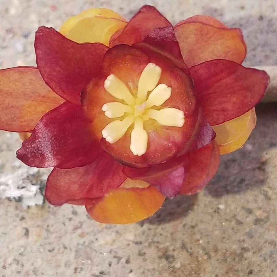 红心腊梅  新品腊梅 花期长比素心浓郁