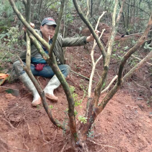 光泽县刺楠盆景 精品小叶刺楠