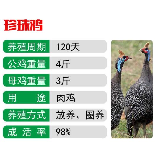 南宁 珍珠鸡苗，出壳包打疫苗，运输包运损！