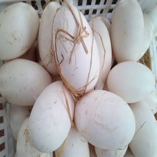 沭阳县 新鲜大鹅蛋大量现货营养价值高