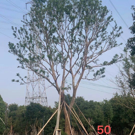 新兴县 供应朴树，黄花风铃，冬青，黄皮树等绿化树，大小规格嫁植苗地苗