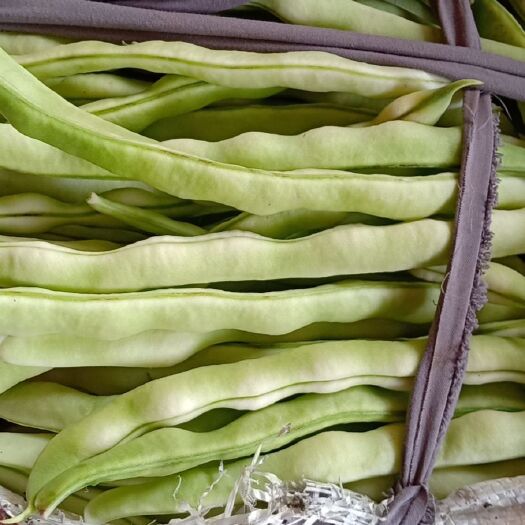 沂水县九粒白芸豆 芸豆大量上市