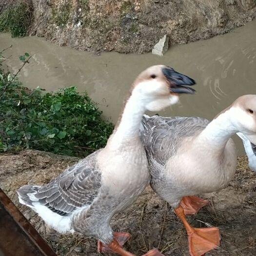 宾阳县 浪鹅