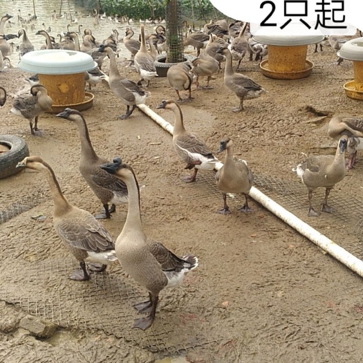 阳西县香米 三等品 晚稻 籼米