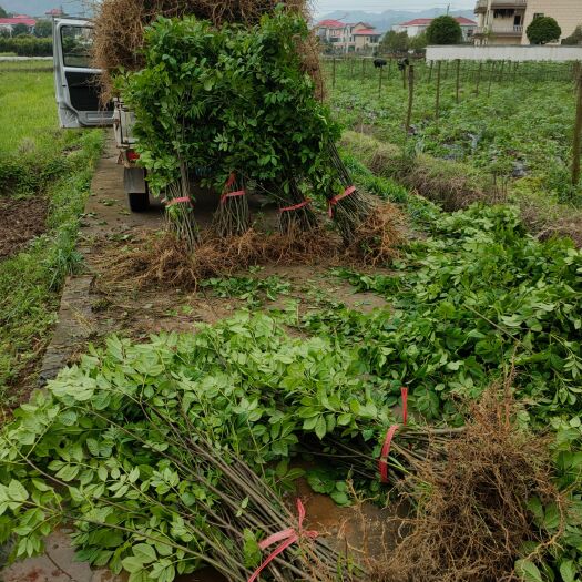 樟树市吴茱萸苗 江西樟树市中花吴茱萸插扦苗