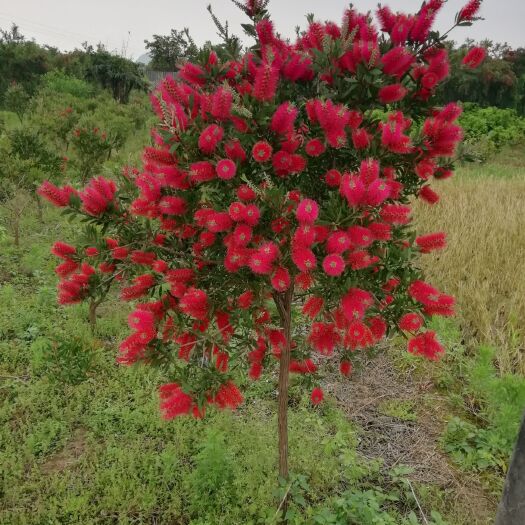 阳朔县美花红千层