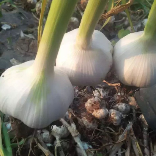 金乡县农户白皮大蒜