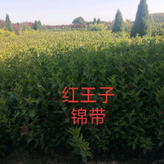 荣成市红王子锦带 优惠处理