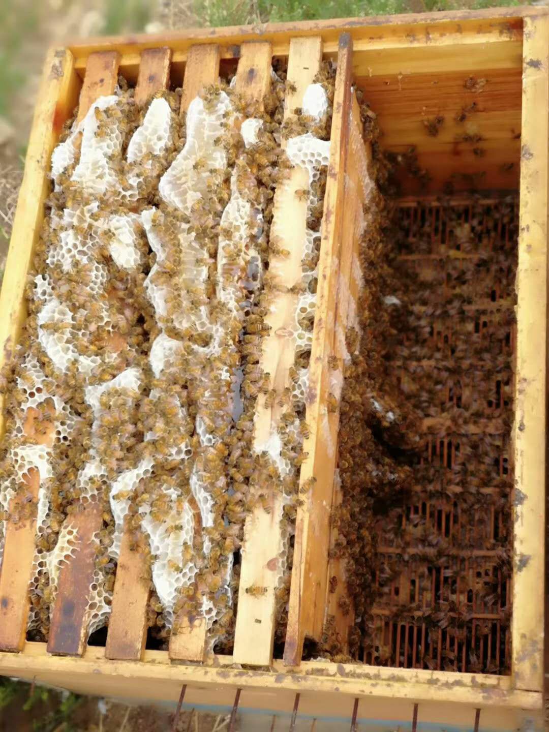 天山雪蜜 2年 42 本品不能代替药物