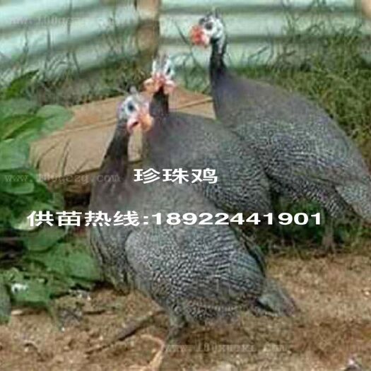 珍珠鸡苗 统货