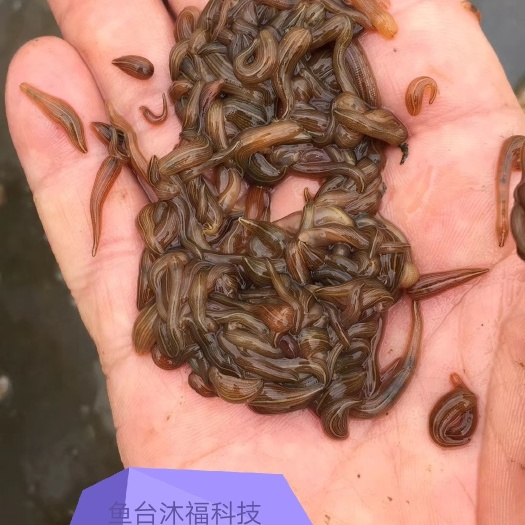 鱼台县水蛭卵茧 宽体金线蛭卵茧
