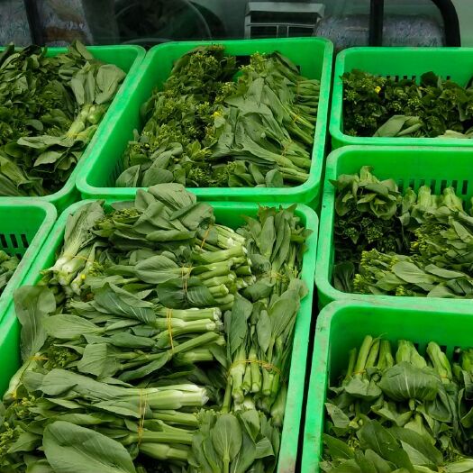 绵竹市菜苔