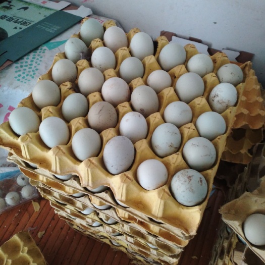 光山县 乌骨鸡种蛋