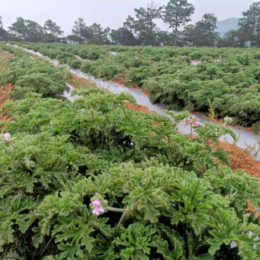 峨山县 玫瑰天竺葵，驱蚊草，摸摸香