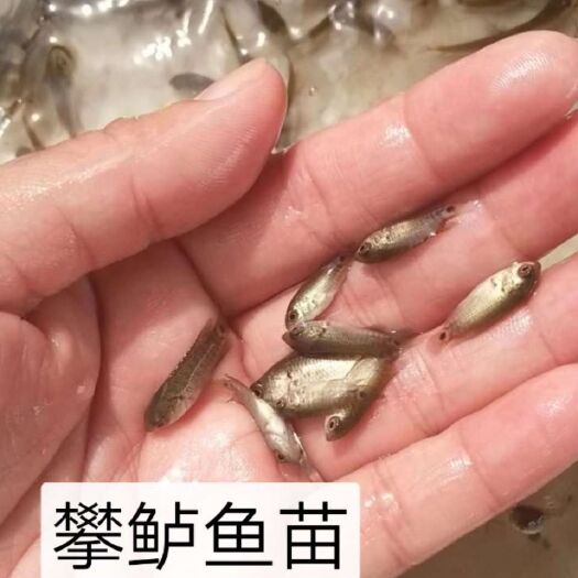 佛山 长期供应加州鲈鱼苗，攀鲈鱼苗