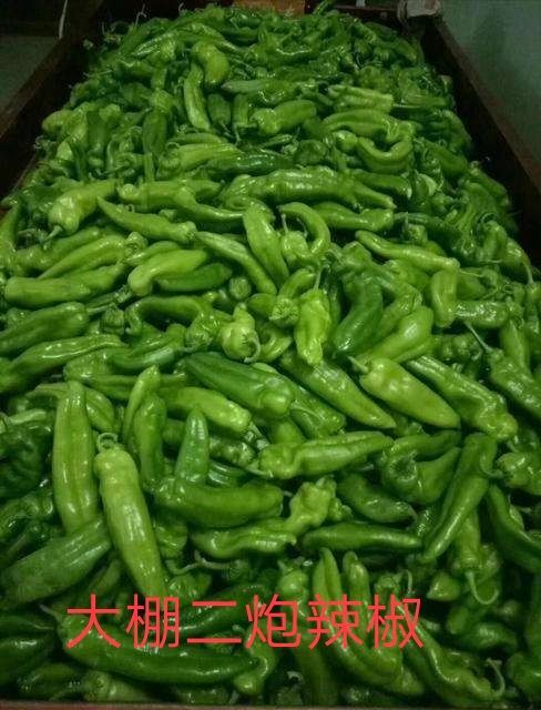 大荔县大荔县和蒲城县两个县大棚二炮辣椒火热预售中(代发、代办)