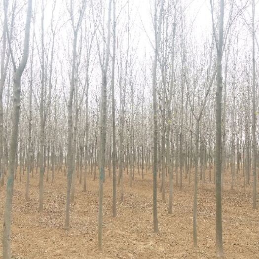 郯城县 占地白蜡 处理价