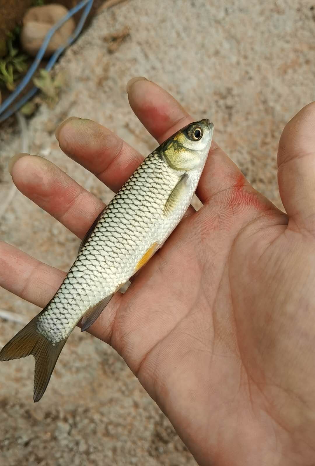 草鱼苗  四大家鱼，免费送货上门，提供技术指导