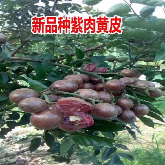 灵山县黑黄皮果苗 正品嫁接 紫肉黄皮苗 鸡心黄皮苗 无核黄皮树苗 可盆栽地栽