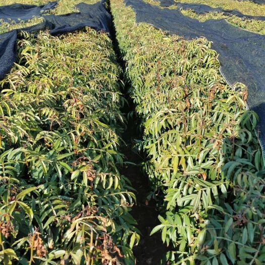 关岭县 青花椒苗产地，质优价廉！包挂果包成活