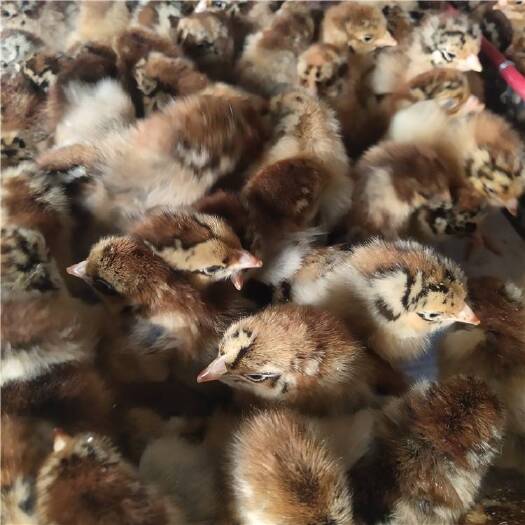 南宁 铁脚麻鸡苗供应