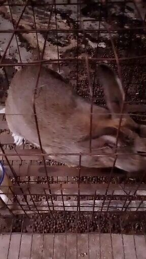 原平市比利时兔 长年出售比利时种兔商品兔小兔苗兔肉兔皮还有宠物兔。