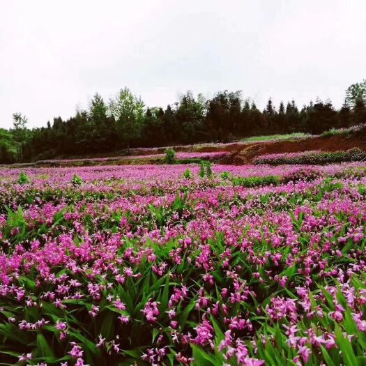 崇阳县紫花白芨苗 紫花白芨，块茎，幼苗有售