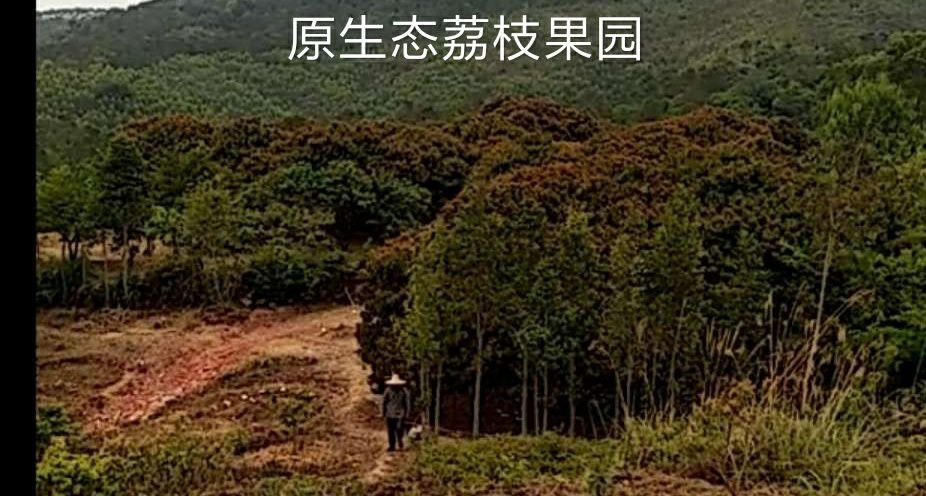 合浦县 合浦公馆璋嘉荔枝  群山之中远离城乡环保香甜回味终生