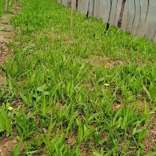 柞水县 白芨苗出售
