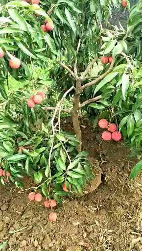 灵山县 正宗嫁接无核荔枝苗，桂味，妃子笑，糯米糍，白糖罂等