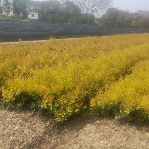 芜湖青叶女贞苗 各种苗木花卉销售。农户自铲，红花继木，毛鹃，小叶女贞，红叶石