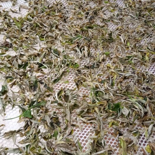 新工艺白茶 恒温长期保存