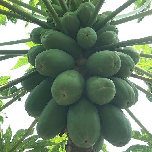 灵山县红心木瓜苗   大青红肉水果木瓜苗带杯发货 当年种当年结果