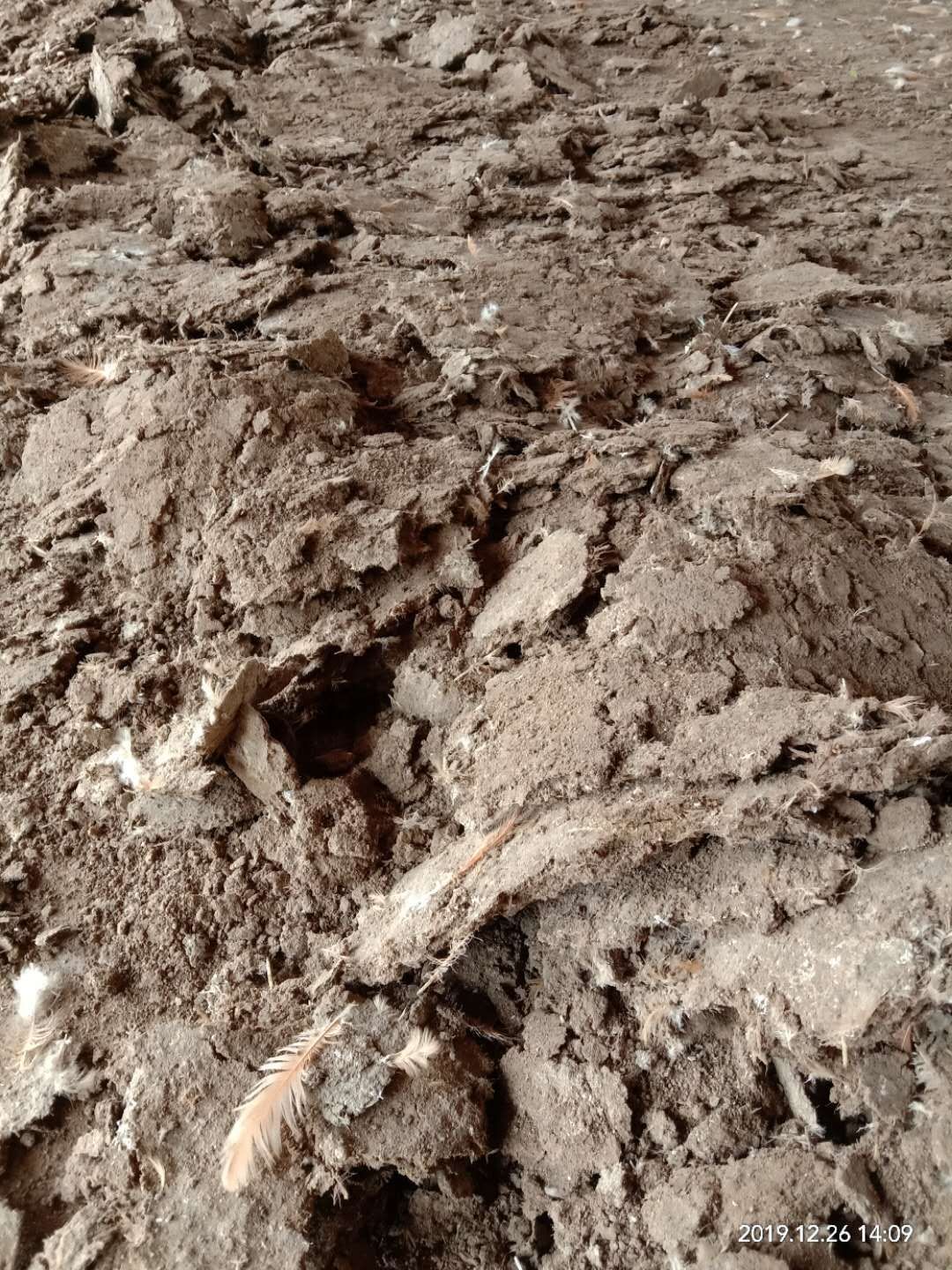 大量批发各种鸡粪，纯鸡粪，谷壳鸡粪