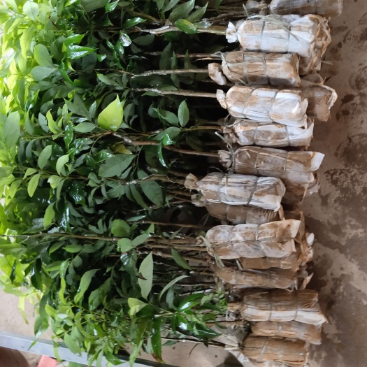 灵山县妃子笑荔枝苗，无核荔枝苗