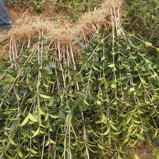 南京 桂花树苗金桂银桂丹桂四季桂八月桂地栽盆栽盆景花卉庭院征地树苗